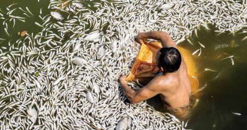 Cá chết chưa rõ nguyên nhân phủ trắng Hồ Tây, Hà Nội