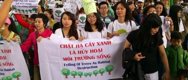 Thay cây xanh ở Hà Nội: đình chỉ cán bộ