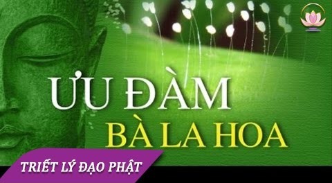 Truyền thuyết hoa Ưu Đàm Bà La: Thánh hoa 3.000 năm mới nở một lần